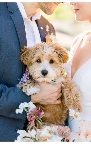 Wedding couple holding their puppy
